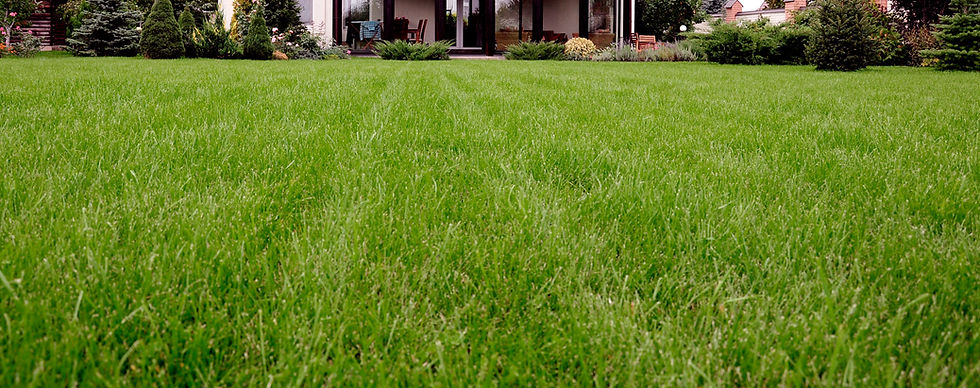 Lawn Strip